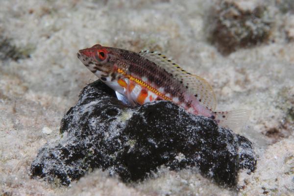 Serranus baldwini